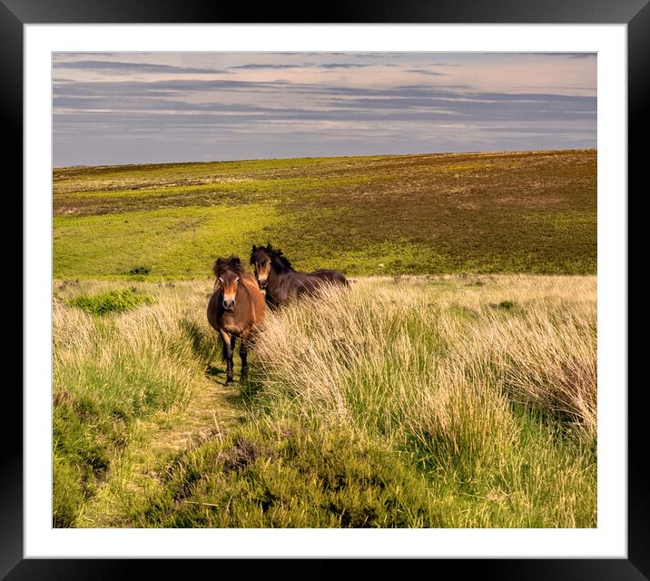 A Pair of Exmoor Ponies Framed Mounted Print by Geoff Storey