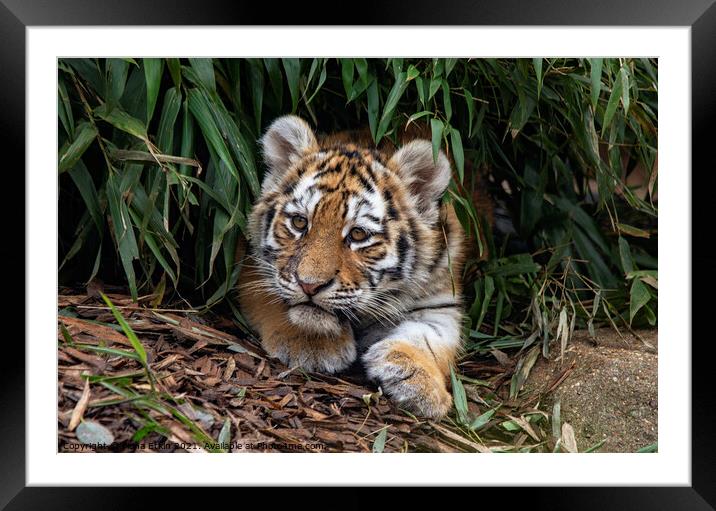 Tiger cub in the undergrowth Framed Mounted Print by Fiona Etkin