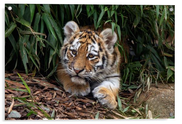 Tiger cub in the undergrowth Acrylic by Fiona Etkin