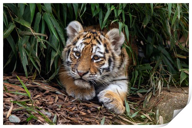 Tiger cub in the undergrowth Print by Fiona Etkin
