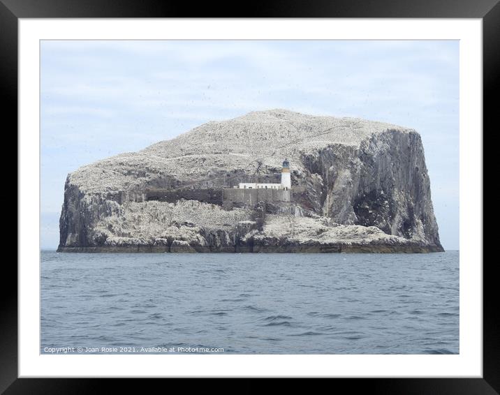 Bass Rock with lighthouse, covered with Northern Gannets Framed Mounted Print by Joan Rosie