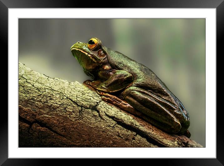Frog on a Log Framed Mounted Print by Sylvia White