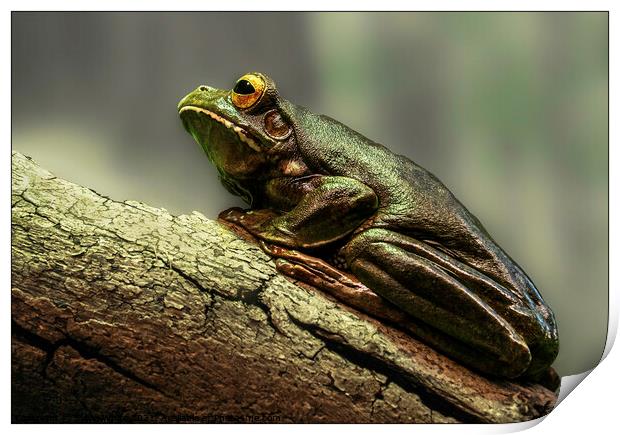 Frog on a Log Print by Sylvia White