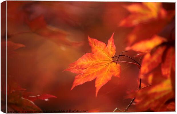 sunlit autumn acer leaf Canvas Print by Simon Johnson