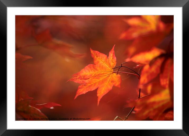 sunlit autumn acer leaf Framed Mounted Print by Simon Johnson