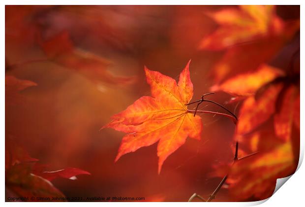 sunlit autumn acer leaf Print by Simon Johnson