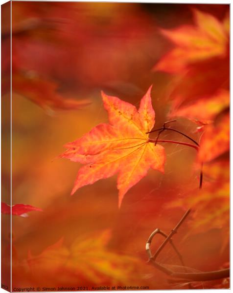 autumn acer  leaf  Canvas Print by Simon Johnson