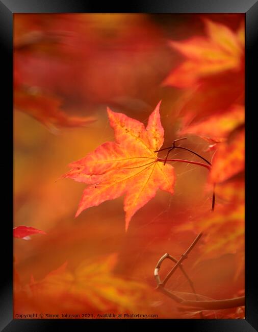 autumn acer  leaf  Framed Print by Simon Johnson
