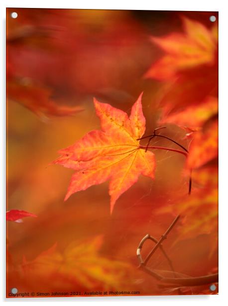autumn acer  leaf  Acrylic by Simon Johnson