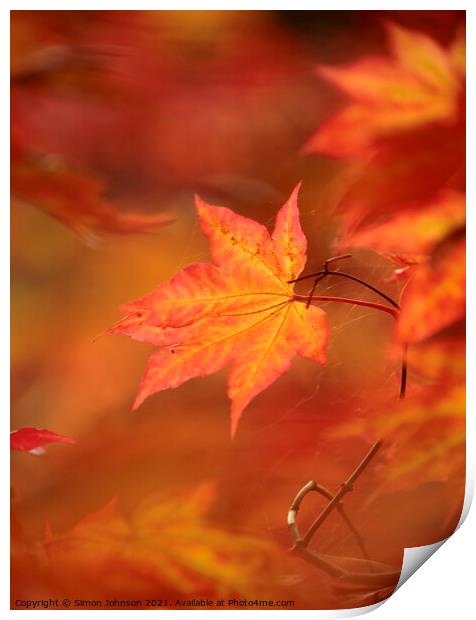 autumn acer  leaf  Print by Simon Johnson