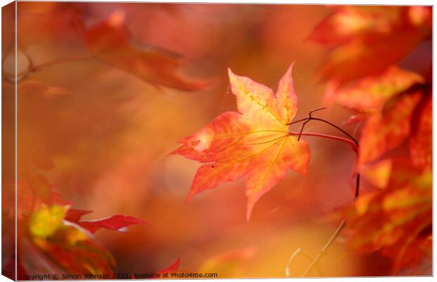 autumn mapple leaf Canvas Print by Simon Johnson