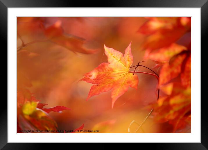 autumn mapple leaf Framed Mounted Print by Simon Johnson