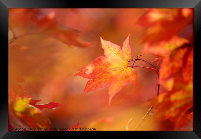 autumn mapple leaf Framed Print by Simon Johnson