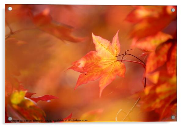 autumn mapple leaf Acrylic by Simon Johnson