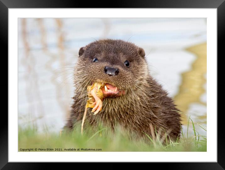 otter cub feeding time Framed Mounted Print by Fiona Etkin