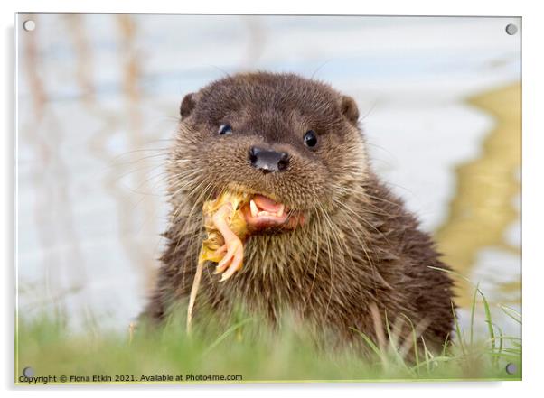 otter cub feeding time Acrylic by Fiona Etkin