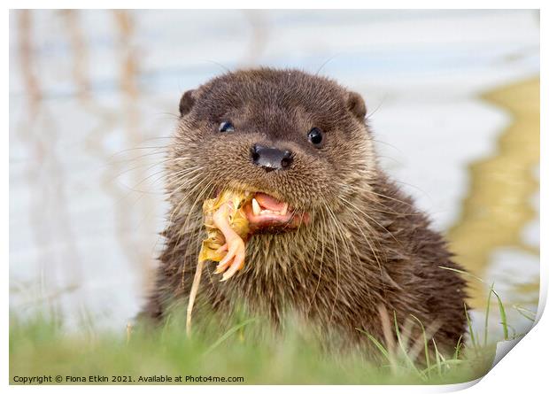 otter cub feeding time Print by Fiona Etkin