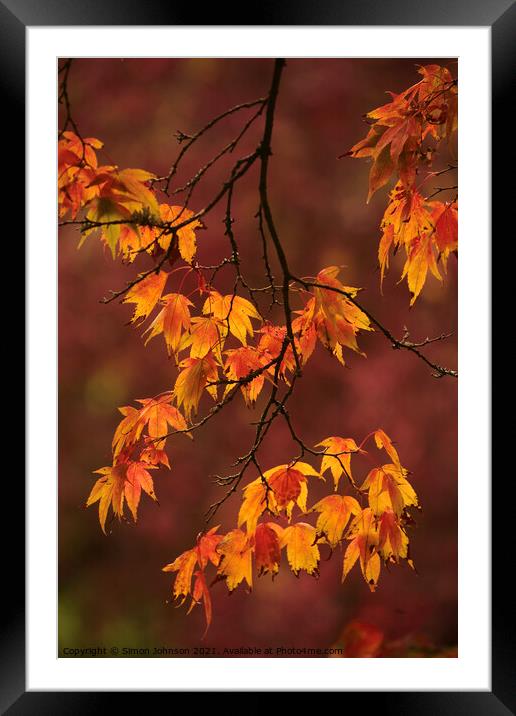 Autumn Acer  leaves Framed Mounted Print by Simon Johnson