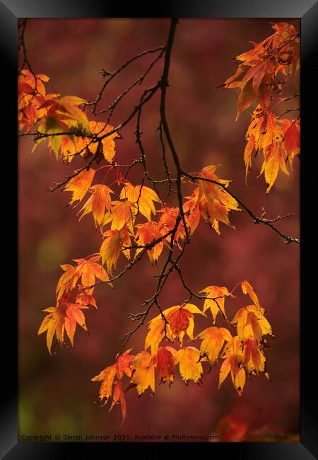 Autumn Acer  leaves Framed Print by Simon Johnson