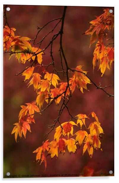 Autumn Acer  leaves Acrylic by Simon Johnson