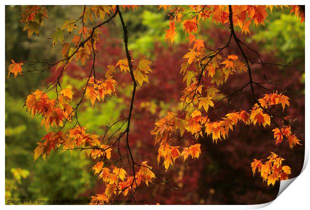 autumn acer leaves Print by Simon Johnson