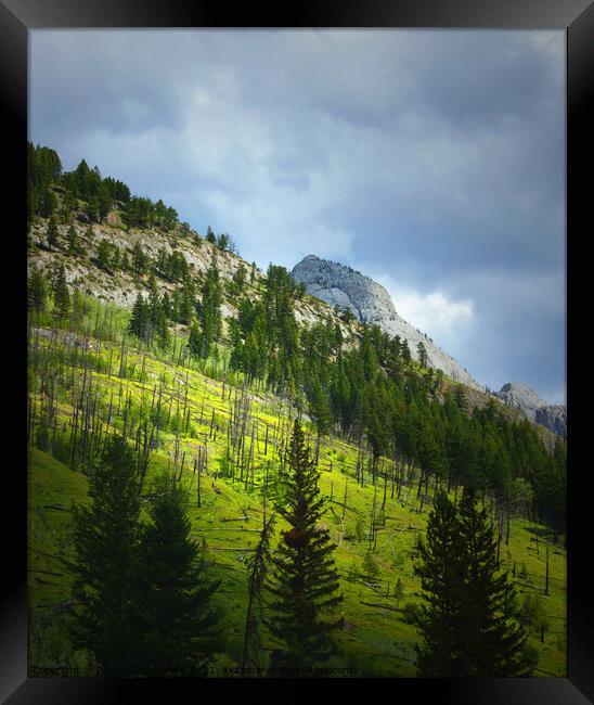 Canadian Rocky Mountains Fire Burned the Trees on the Hillside Framed Print by PAULINE Crawford