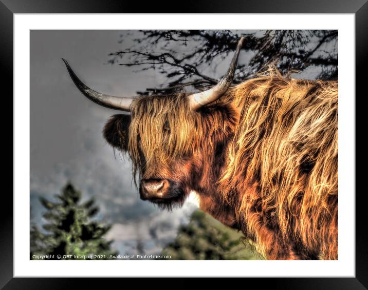 Highland Cow Coo Scottish Highlands Framed Mounted Print by OBT imaging
