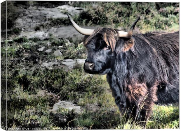 Highland Cow Coo Black and Tan Scottish Highlands Canvas Print by OBT imaging