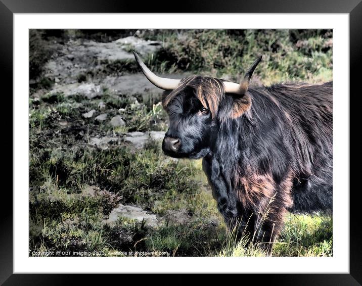 Highland Cow Coo Black and Tan Scottish Highlands Framed Mounted Print by OBT imaging