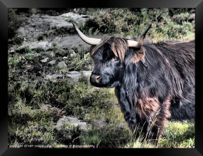 Highland Cow Coo Black and Tan Scottish Highlands Framed Print by OBT imaging