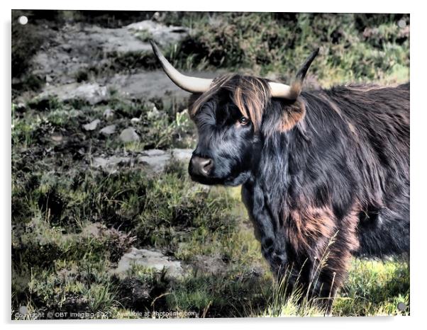 Highland Cow Coo Black and Tan Scottish Highlands Acrylic by OBT imaging