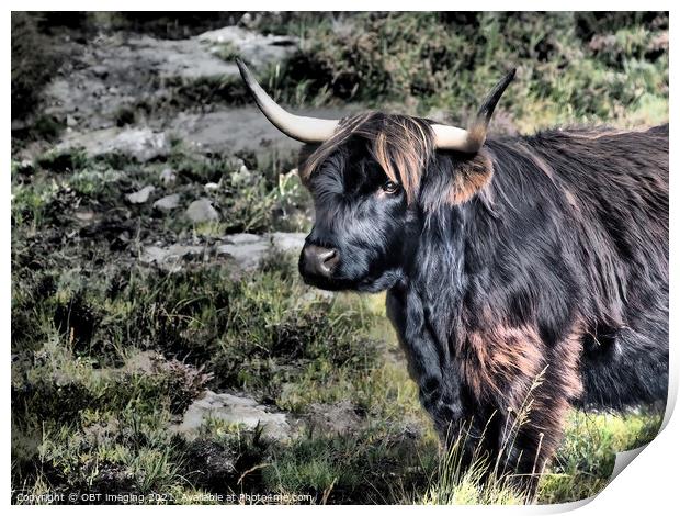 Highland Cow Coo Black and Tan Scottish Highlands Print by OBT imaging