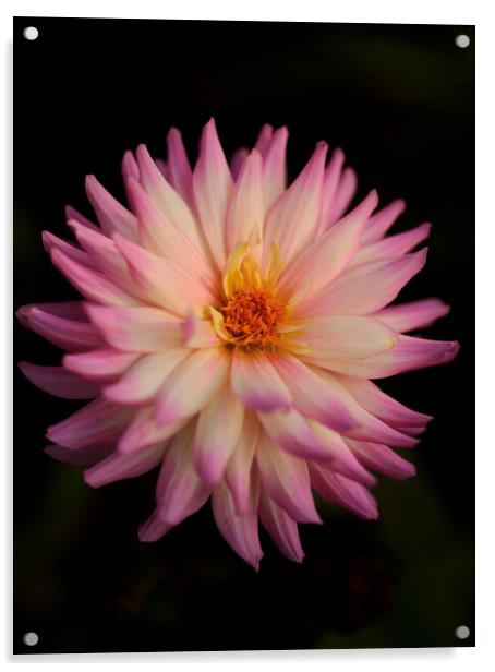 Dalia  flower Acrylic by Simon Johnson