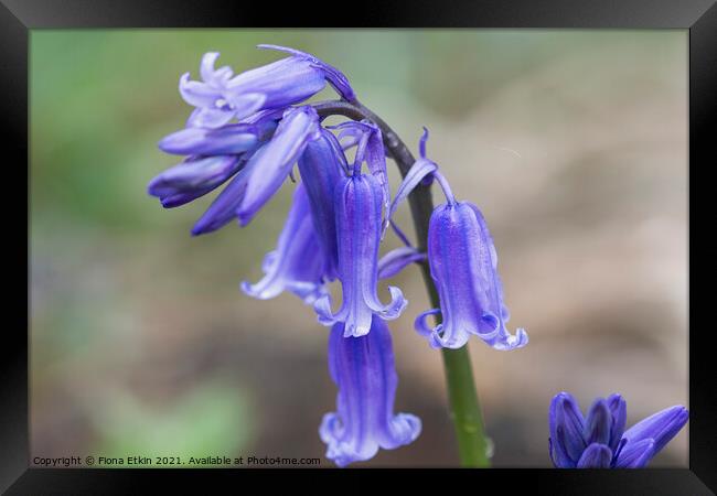 Bluebells at Scathes Wood Framed Print by Fiona Etkin