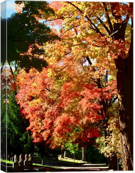 Fall leaves  Canvas Print by Stephanie Moore