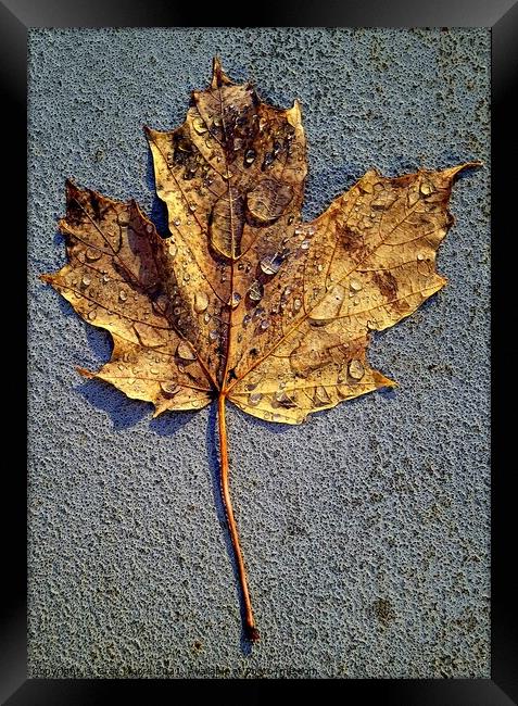 Maple leave after the rain Framed Print by Gray Moore