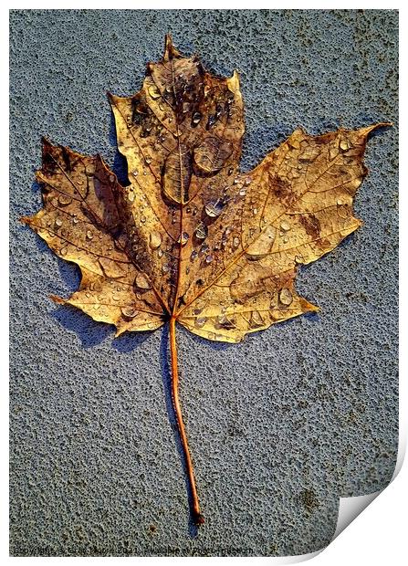Maple leave after the rain Print by Gray Moore