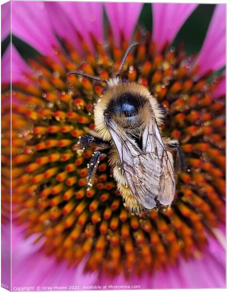 Bee on Coneflower  Canvas Print by Gray Moore