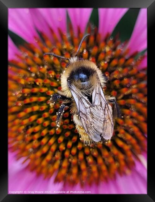 Bee on Coneflower  Framed Print by Gray Moore