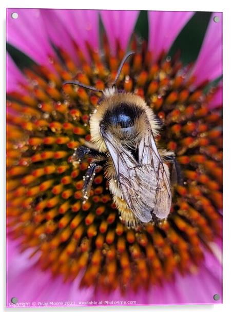 Bee on Coneflower  Acrylic by Gray Moore