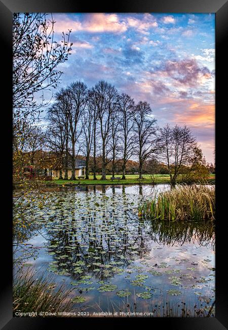 Reflections and Lilies on the Pond Framed Print by Dave Williams