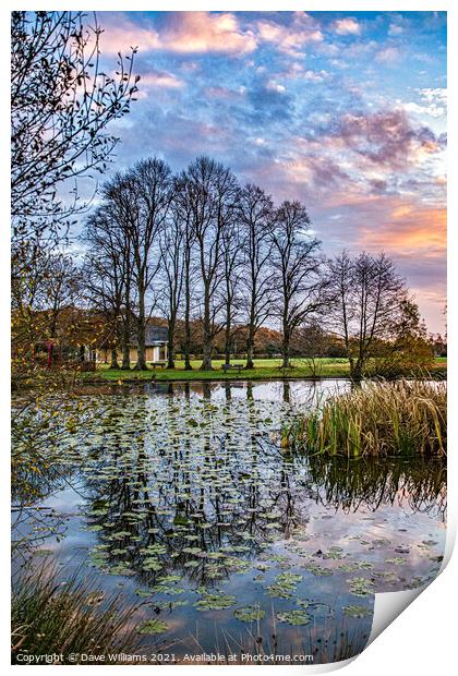 Reflections and Lilies on the Pond Print by Dave Williams