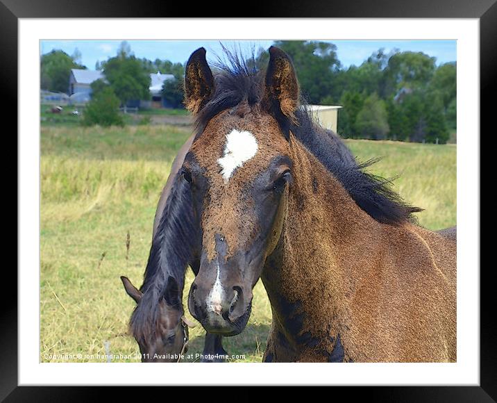 Young Male Foal Framed Mounted Print by ron handrahan