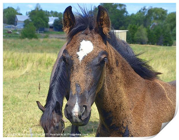 Young Male Foal Print by ron handrahan