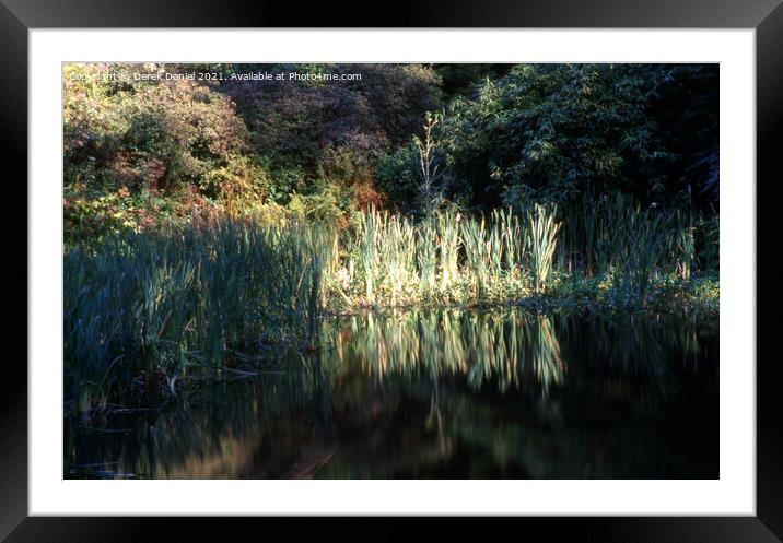 Rustling Reeds in Autumn Framed Mounted Print by Derek Daniel