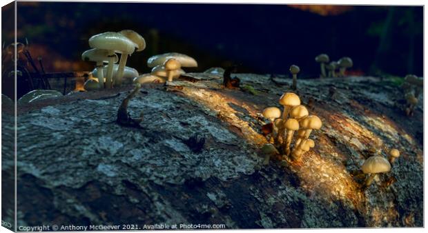 Sunlit Mushrooms Canvas Print by Anthony McGeever