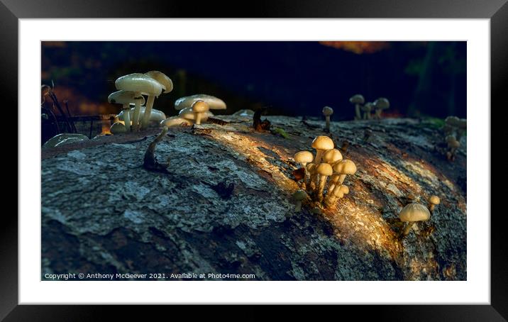Sunlit Mushrooms Framed Mounted Print by Anthony McGeever