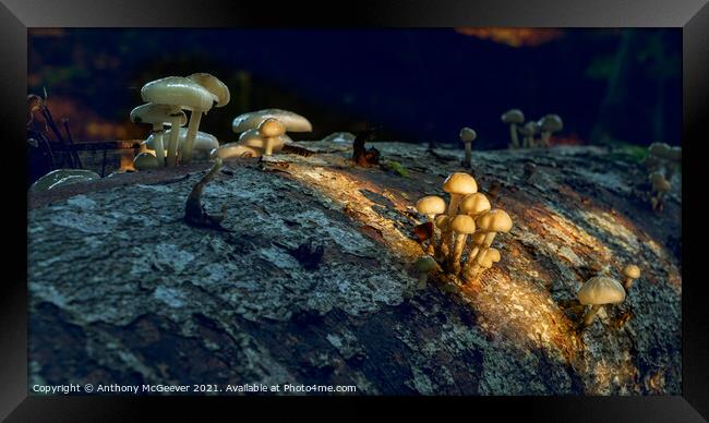 Sunlit Mushrooms Framed Print by Anthony McGeever