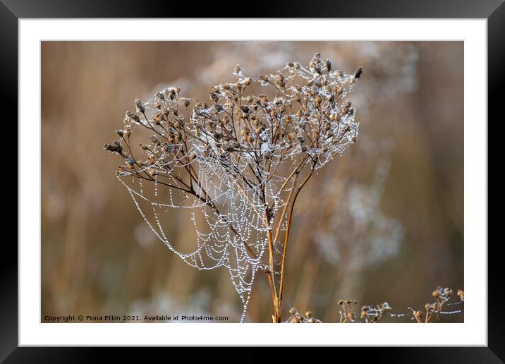 Morning dewdrops on a cobweb Framed Mounted Print by Fiona Etkin
