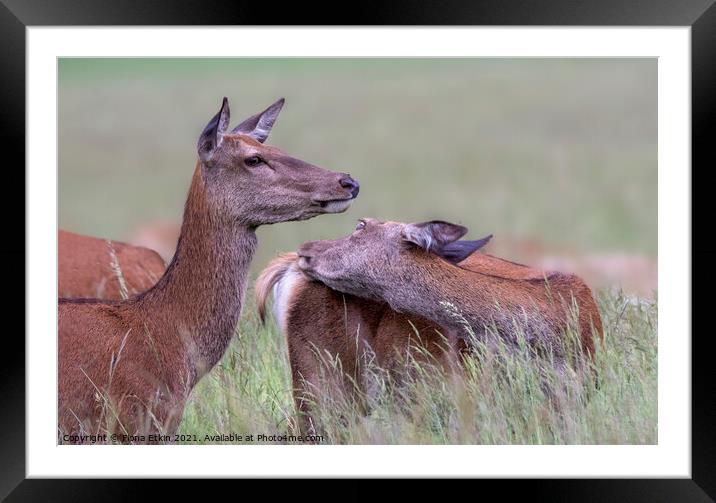 Red Deer in the fields Framed Mounted Print by Fiona Etkin